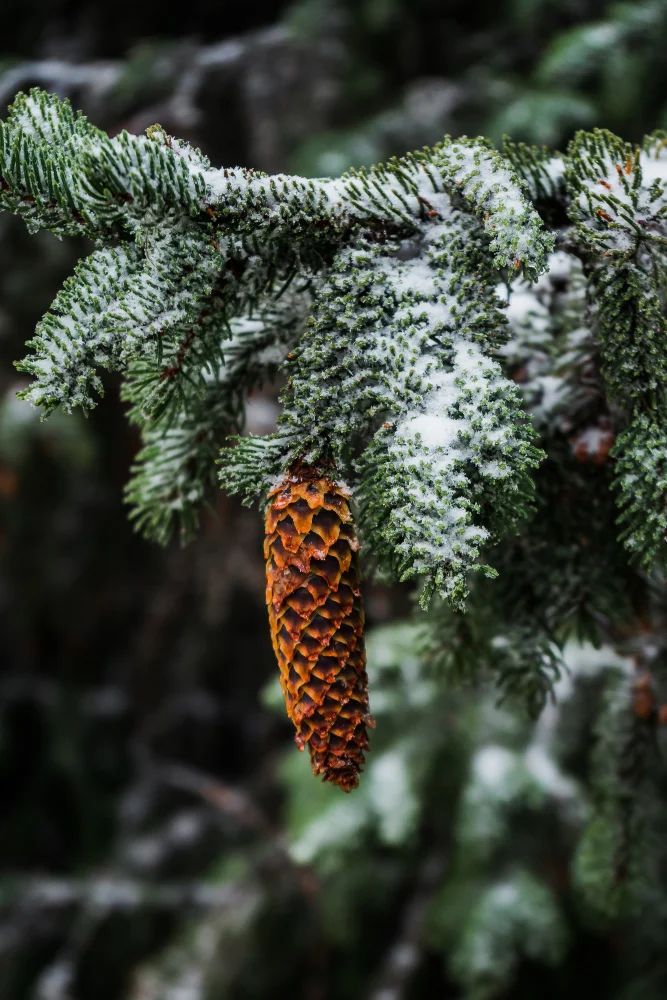 Deodars Tree