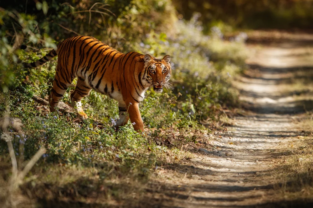 Jungle Safari Kanatal