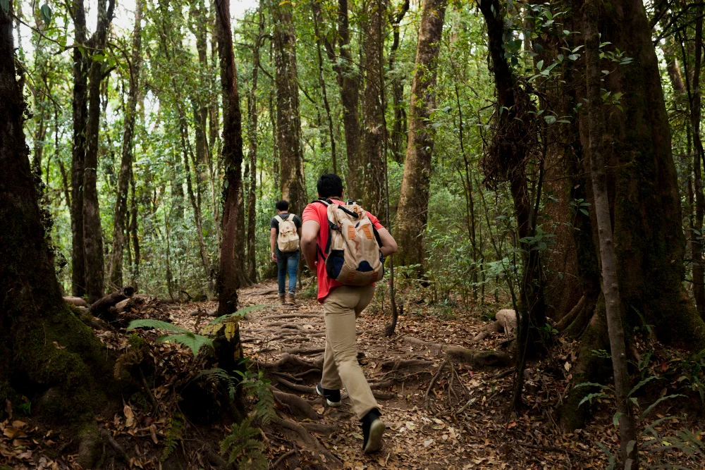 Kaudia Forest Trail